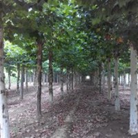 16公分一年冒 二年冒法桐 16公分法桐價(jià)格