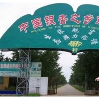 臨沂騰達銀杏園林，現(xiàn)大量供應(yīng)1-80公分銀杏樹