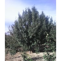 順豐八棱海棠基地