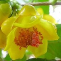 【防城港金花茶】苗木 龍巖花卉 福建苗木