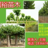 處理山東濟寧6公分法桐小苗全冠法桐法桐價格表
