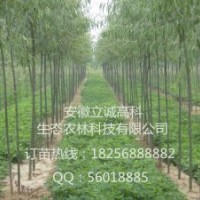 竹柳扦插苗，竹柳工程苗，竹柳快繁苗