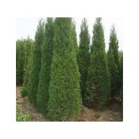 精品2米蜀檜價(jià)格2米蜀檜報(bào)價(jià)蜀檜產(chǎn)地