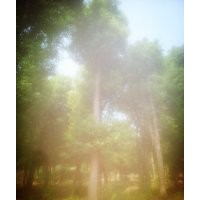 移栽香樟基地，湖南移栽45公分香樟