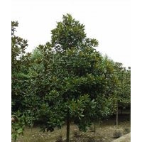 貴州貴陽(yáng)13公分廣玉蘭