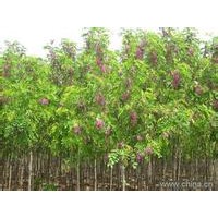 香花槐，紫穗槐