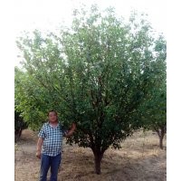 15公分八棱海棠樹(shù)