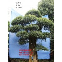 出售對節(jié)白蠟大樹 全球?yàn)l危樹種“活化石”