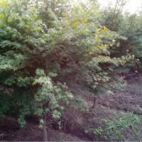 大量供應(yīng)櫻花紅楓