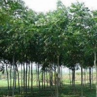 5-8公分欒樹(shù)開(kāi)始預(yù)訂