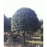 批發(fā)成都高桿桂花價(jià)格