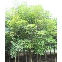 重陽木 欒樹 國槐 黃金槐 落羽杉 中山沙 喜樹