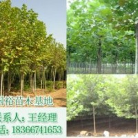 低價出售1米|2米法桐小苗法桐扦插條培育技術(shù)