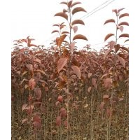 大量供應(yīng)北美海棠優(yōu)質(zhì)樹(shù)苗