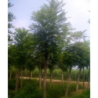 供應(yīng)千頭椿，毛白楊，國槐，法桐，白臘，速生楊