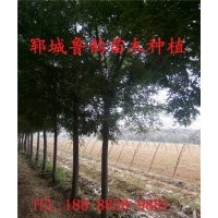 山東10公分國(guó)槐兩年帽多少錢