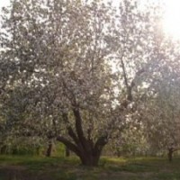 八棱海棠樹造型樹