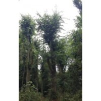 10公分櫸樹 12公分櫸樹 15公分櫸樹價格