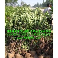 法國(guó)冬青價(jià)格報(bào)價(jià)信息哪家便宜,法國(guó)冬青哪里便宜