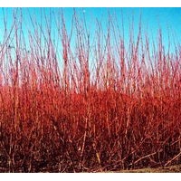 四季玫瑰、連翹、迎春、棣棠、紅瑞木、金鐘花，紫丁香