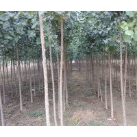 出售速生楊:3公分速生楊,4公分速生楊,5公分速生楊