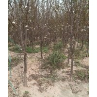 白皮松，大葉女貞，柳樹，欒樹，國槐，法桐，櫻花，海棠，紅葉李