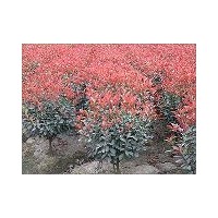 湖北紅葉石楠荊門紅葉石楠小苗 價(jià)格 扦插苗 行情 綠化球