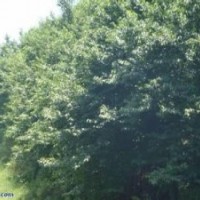 提供15公分杜仲價格18公分杜仲價格