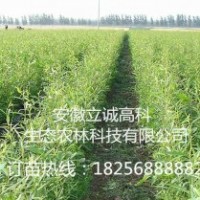 竹柳3號，快繁苗，竹柳工程,竹柳快繁苗