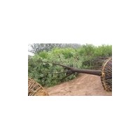 四川10公分-20公分國槐價(jià)格