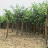 江蘇常州16公分國槐價(jià)格