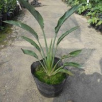 供應(yīng)：紅花鳥