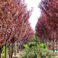 安徽合肥（肥西）紅葉李