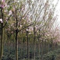 安徽合肥（肥西）山國槐