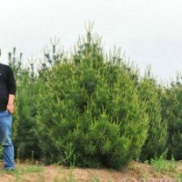 碧林苗木基地批發(fā)價(jià)格、白皮松供應(yīng)、賣(mài)油松華山松