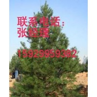 供應(yīng)1米至7米各種規(guī)格白皮松分別5000棵