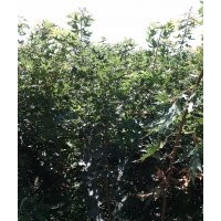 供應(yīng)五角楓2-3公分五角楓4-5公分五角楓價格