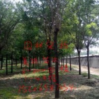 北欒苗，國(guó)槐苗，椿樹苗，榆樹苗等。。。。
