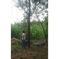 山東菏澤18公分白蠟價格