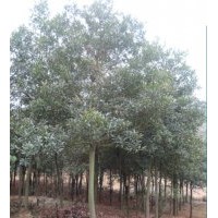 20公分杜英,20公分杜英樹供應(yīng),綠盛最專業(yè)