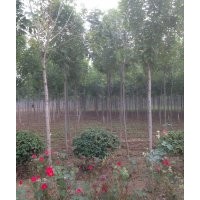 大量法桐、白蠟、白皮松出售