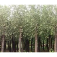 供應(yīng)南京垂柳基地金絲垂柳產(chǎn)地直銷