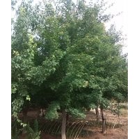 五角楓、三角楓、黃櫨、北欒、白玉蘭、紅玉蘭、二喬玉蘭、廣玉蘭