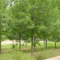 速生白蠟當(dāng)年小苗 造型白蠟 白蠟大樹