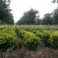 80-120冠紅葉石楠球、金森女貞球