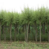 供應(yīng) 垂柳 旱柳 1-2年帽饅頭柳