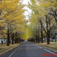 供應(yīng)福建銀杏 福州銀杏樹(shù)銀杏苗木