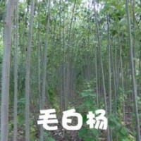 毛白楊山西毛白楊價(jià)格2-3公分毛白楊3-5公分毛白楊6-7公分毛白楊