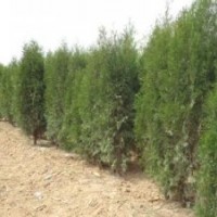 側(cè)柏苗山西側(cè)柏價(jià)格1-2米側(cè)柏2-3米側(cè)柏容器側(cè)柏苗