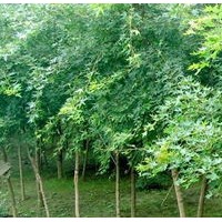 2、3公分五角楓大量出售、大量低價(jià)五角楓優(yōu)惠供應(yīng)